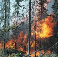 Waldbrand